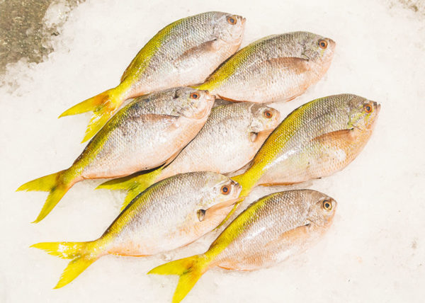 yellowtail fish fillet