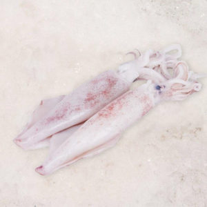 squid sotong